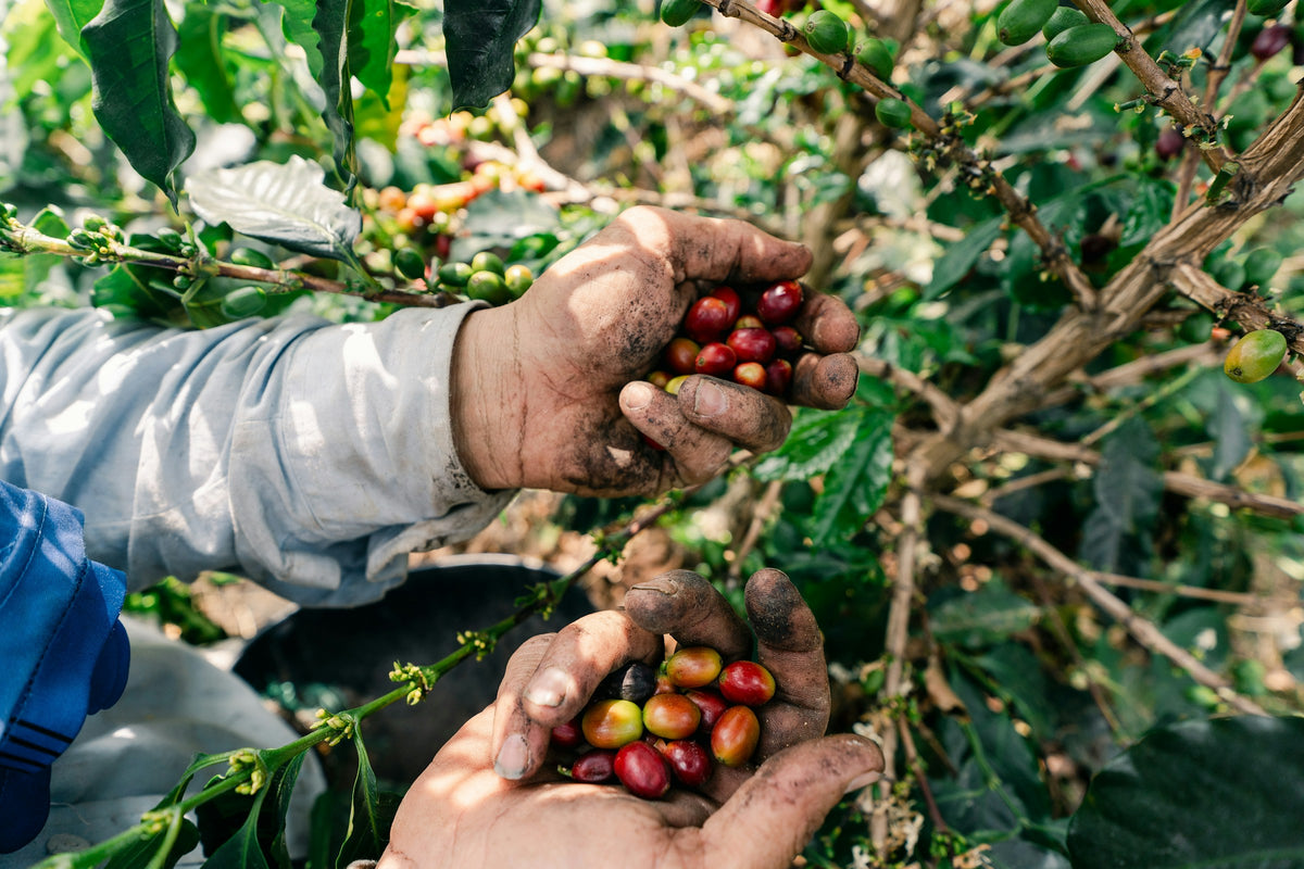 Mains récoltant des cerises de café mûres sur un caféier