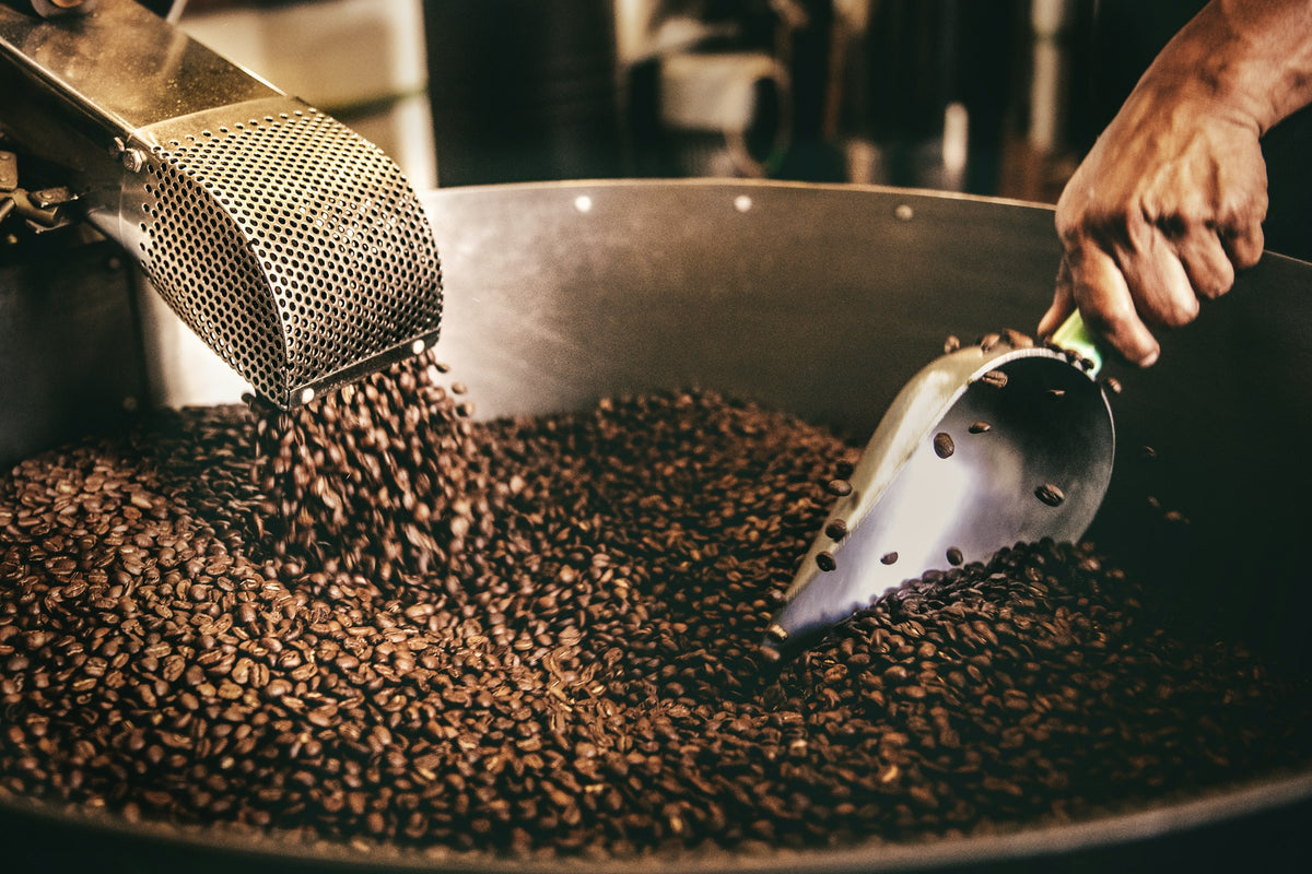 Grains de café fraîchement torréfiés, brassés à la sortie du torréfacteur